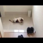 猫が3回寝返る動画
