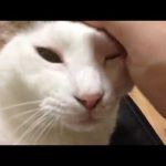 白い猫をよしよしする動画