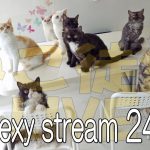 猫ライブ放送24時間
