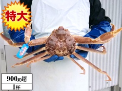 鳥取 境港産　活き松葉ガニ