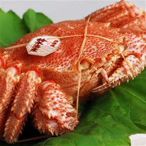 カニを買うなら(東京)/都内でコスパのいい蟹販売店はココ