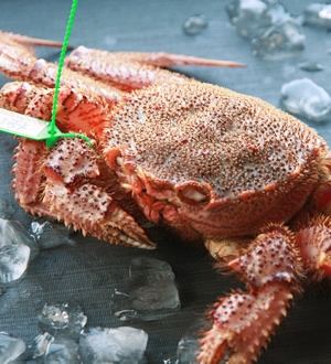 静岡のカニの市場/人気のカニ販売店、おすすめはどこ?