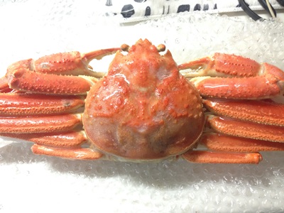 解凍済みのズワイガニ