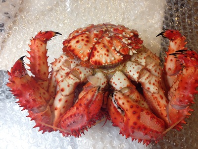 裏返した花咲ガニ